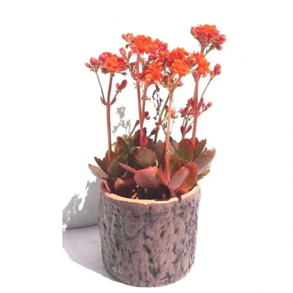 New Pottery Catus Flower Plant Pot Planter Garden Patio Decor Tree Trunk